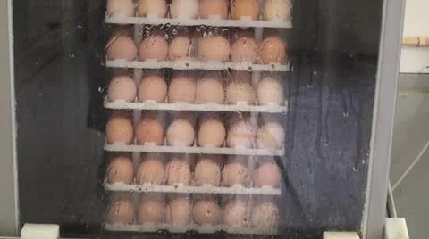 Egg Farm Washing Stock Footage 12631821