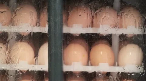 Egg Farm Washing Stock Footage 12632114