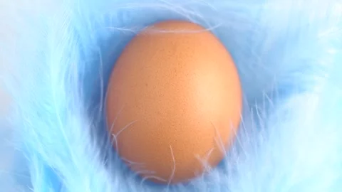 Egg on feathers, macro. Baby Shower boy concept with egg and blue feathers... Stock Footage 256164403