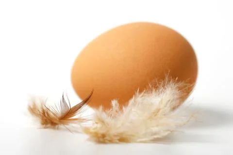 Egg with feathers Stock Photos