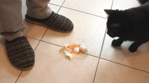 Egg fell to the floor Stock Footage 46397444