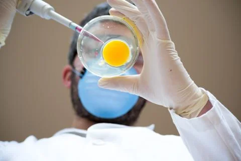 Egg fertilization Stock Photos