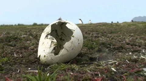 Egg fg king bg 스톡 동영상 6930187