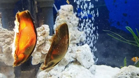 Egg of fish hatching underwater Video stock 70611257