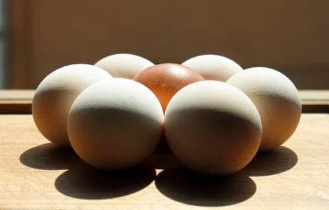Egg flower on board Foto stock