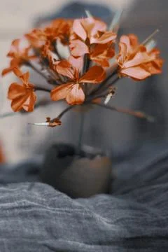 Egg flower Stock Photos