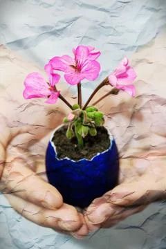 Egg flower Stock Photos