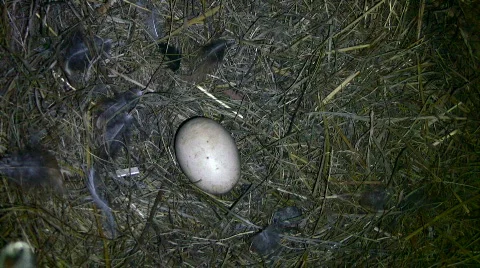 Egg Stock Footage 858350