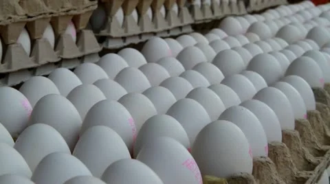 Egg Stock Footage 21424557