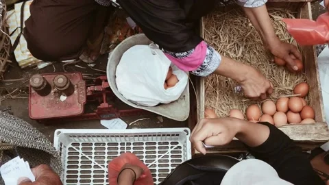 Egg Stock Footage 205261691