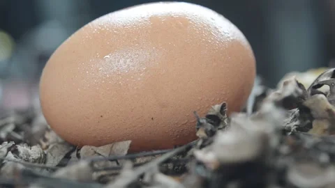 The egg Video stock 228935519