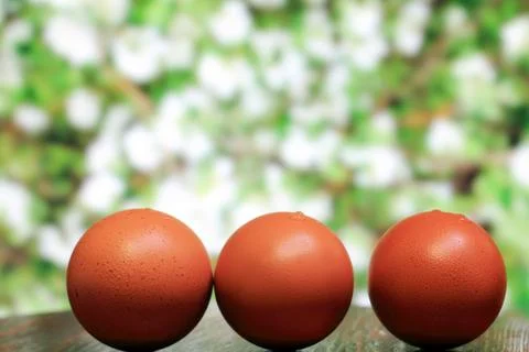 Egg in the foreground Stock Photos
