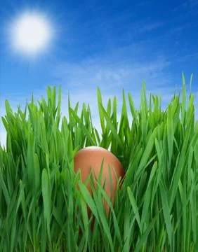 Egg in the grass Stock Photos