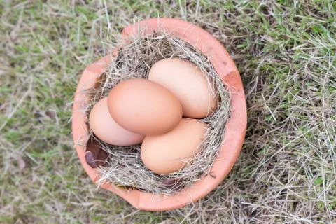 Egg on grass Foto stock