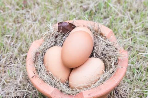 Egg on grass Stock Photos