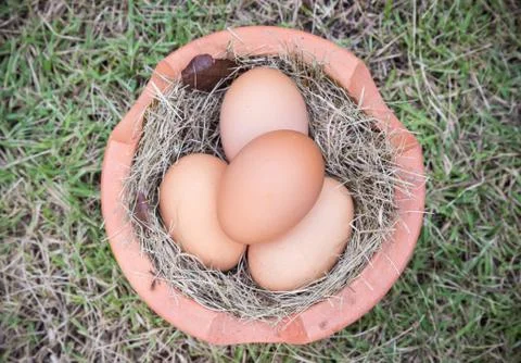 Egg on grass Stock Photos