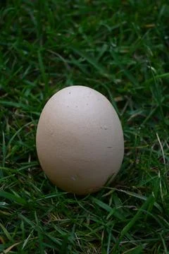 Egg in grass Fotos Stock