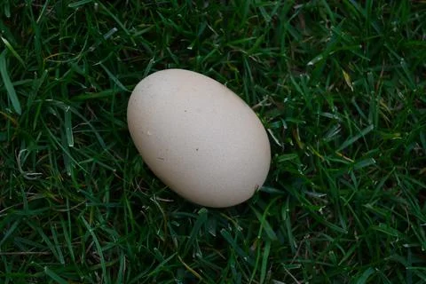 Egg on grass Stockfoto's
