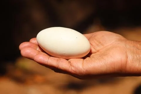Egg in hand (1) Stock Photos