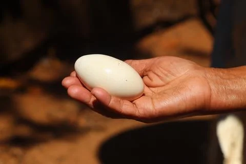 Egg in hand (2) Stock Photos