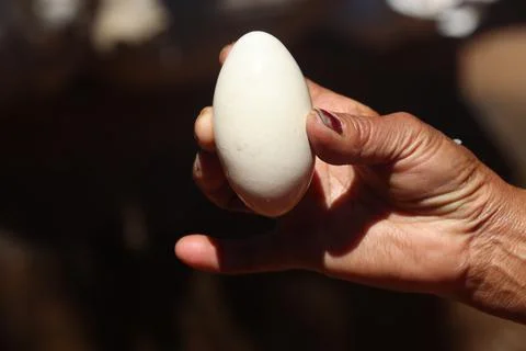 Egg in hand (3) Stock Photos