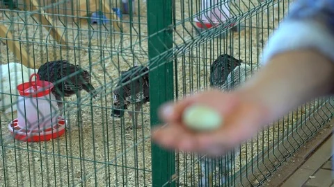Egg in hand farmer man in poultry chicken farm turkey yard farm, hens in village Stock Footage 101311302