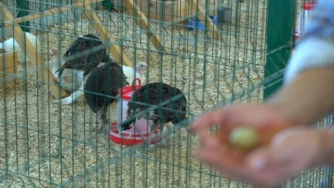Egg in hand farmer man in poultry chicken farm turkey yard farm, hens in village Stock Footage 101311347