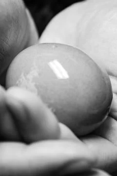 Egg in Hand Foto stock