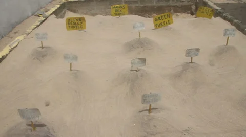 Egg hatching area, turtle sanctuary Stock Footage 33355666