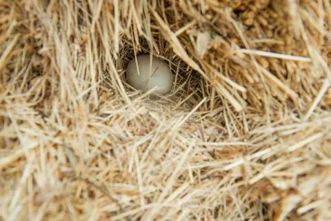 Egg in a haystack Stock Photos