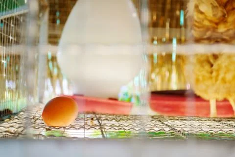 Egg of hen Stock Photos