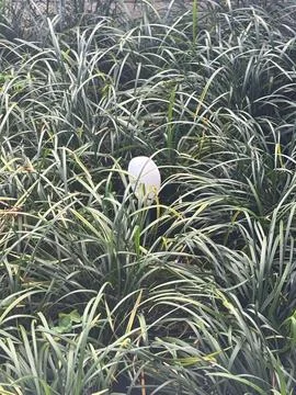 Egg hidden in the grass Stock Photos