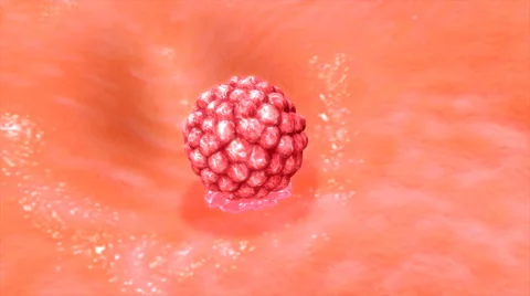 Egg Implantation Video stock 63028201