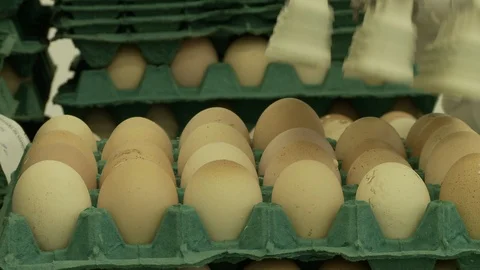 Egg industry Stock Footage 100660610