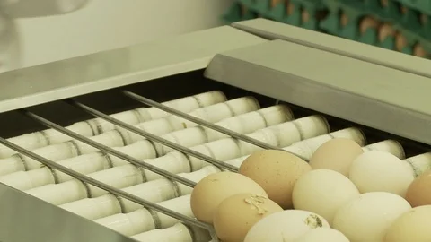 Egg industry Stock Footage 100660623