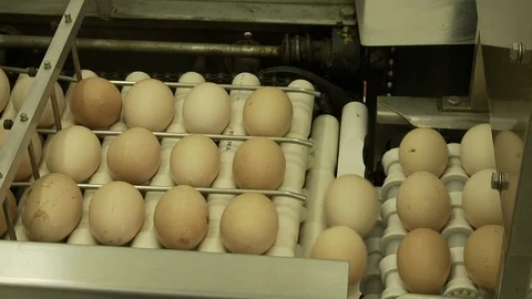 Egg industry Stock Footage 100660627