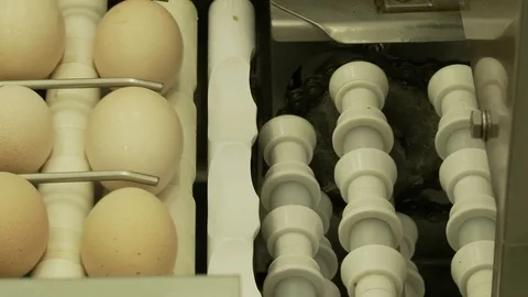 Egg industry Stock Footage 100660636