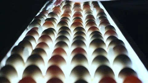 Egg industry Stock Footage 141418092