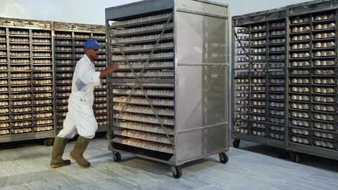 Egg industry Stock Footage 141418147