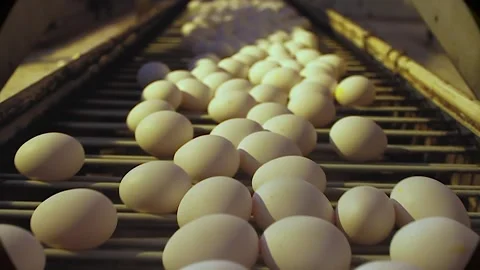 Egg industry Stock Footage 145853788