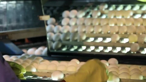 Egg industry Stock Footage 145853904