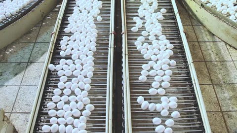 Egg industry Stock Footage 145853916