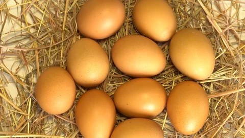 Egg Inside Nest Close Up 库存影片 90780827