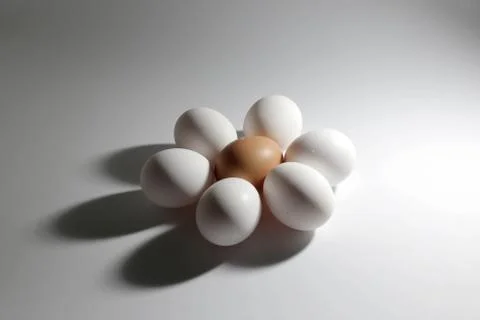 Egg isolated on white background cutout Stock Photos