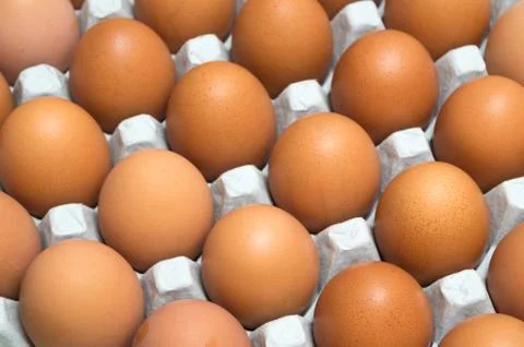 Egg isolated on white background Stock Photos