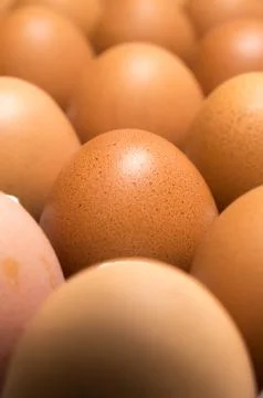 Egg isolated on white background Stock Photos