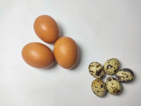 Egg isolated white background. Stock Photos