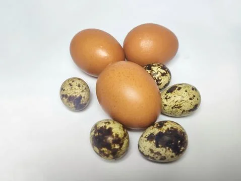 Egg isolated white background. Stock Photos