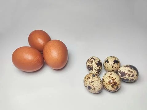 Egg isolated white background. Stock Photos