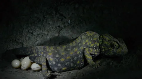 Egg-laying Chameleon Stock Footage 54247618